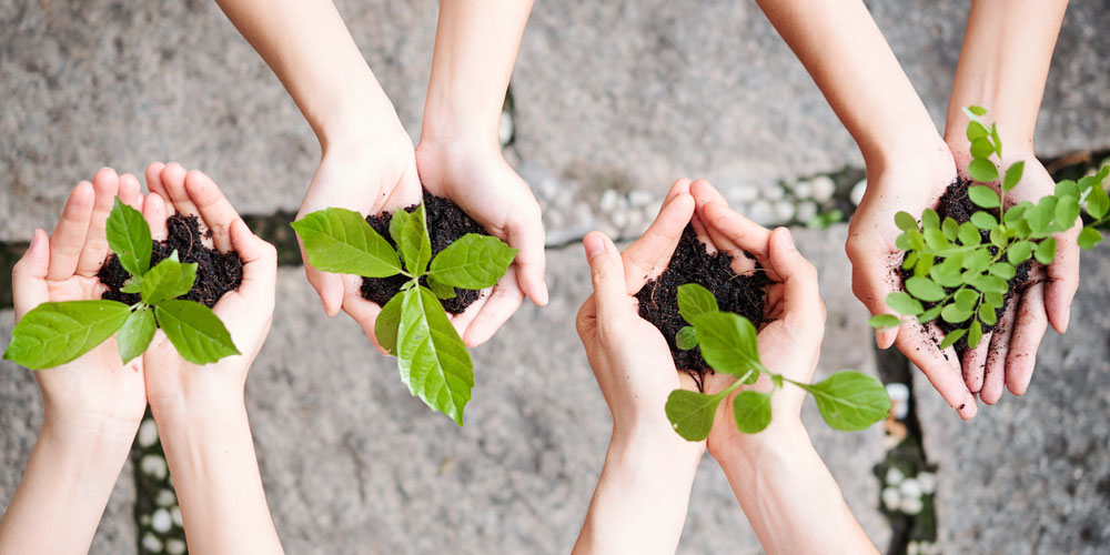 Mains qui tiennent des plantes à mettre en terre