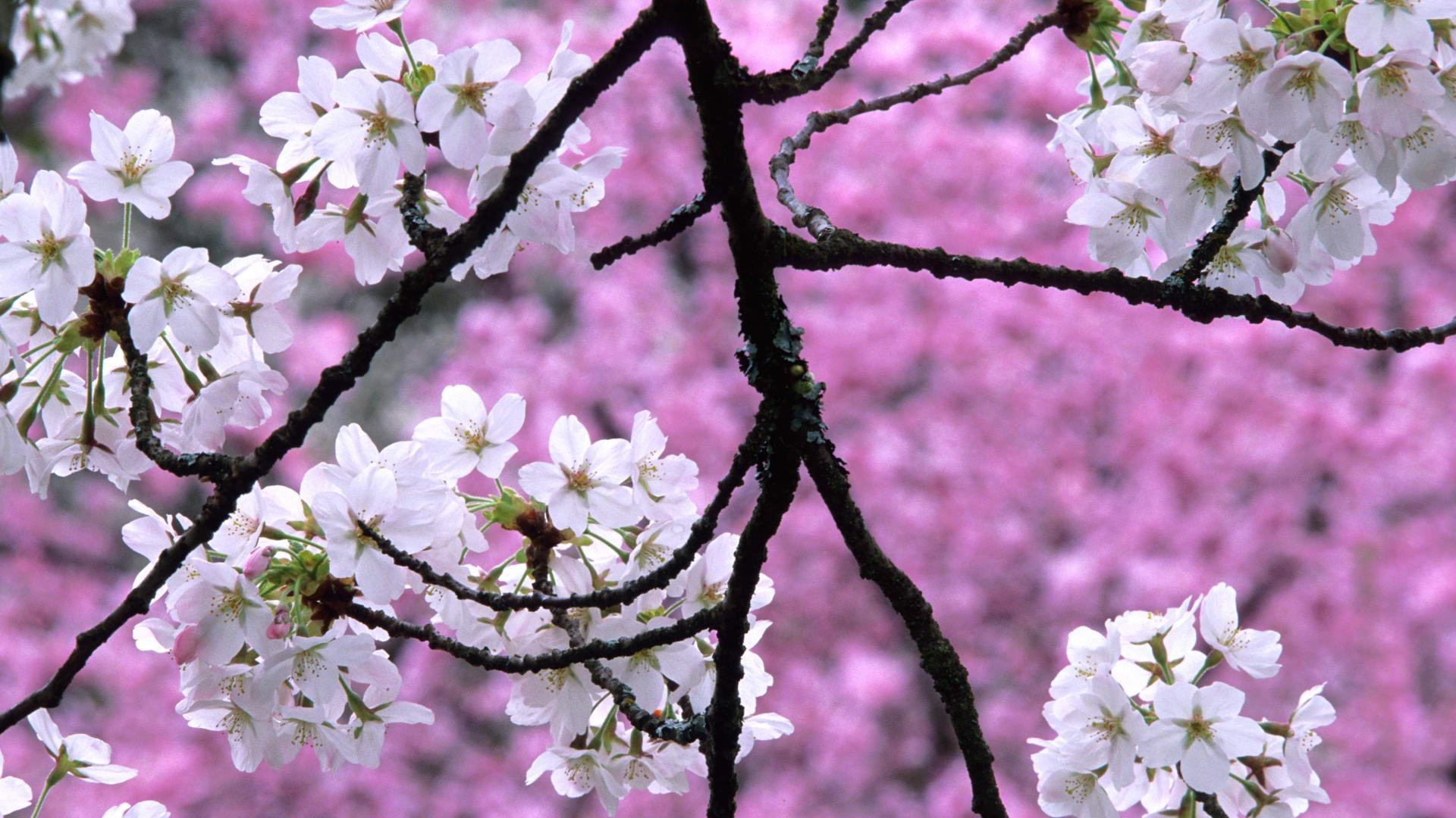 arbre-en-fleurs-au-printemps