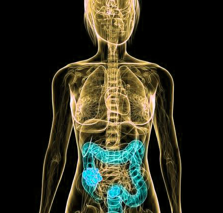 ecosysteme-intestinal