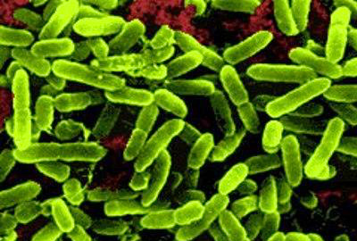 probiotiques-au-microscope