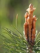 aiguilles-de-pin