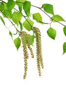 bourgeons-de-bouleau