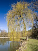 decoction-de-saule-blanc