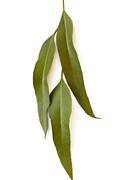 eucalyptus-citronne