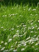 fleurs-de-camomille-romaine