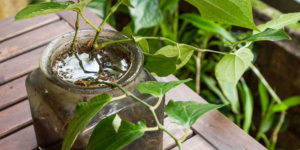 Plante en croissance dans un pot de verre