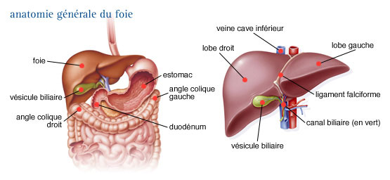 anatomie-du-foie